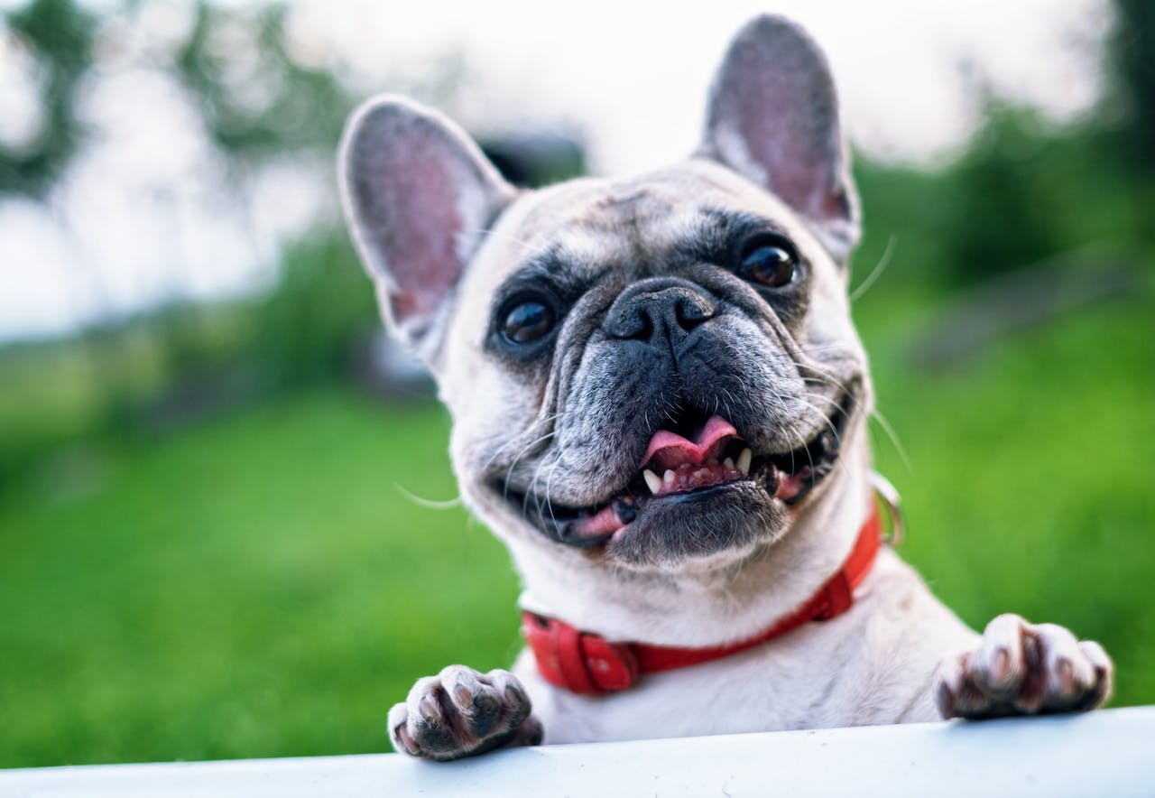 dog photo